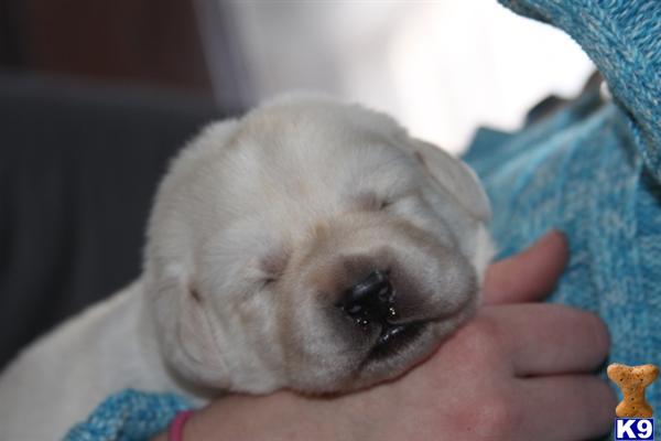 Puppies in MN